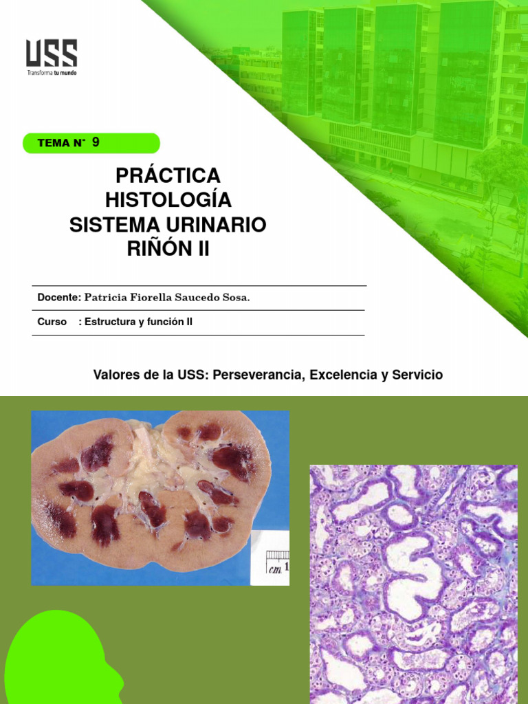 09.practica Riñon Ii Uss Practica | PDF | Riñón | Sistema urinario