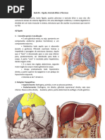 Anatomia do Sistema Venoso Ázigo | PDF | Fígado | Abdômen