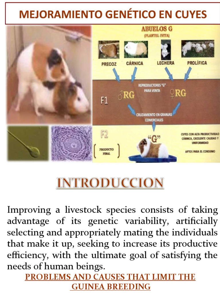 Picture of Guinea Pig Gestation Insights | PDF | Guinea Pig | Selective Breeding