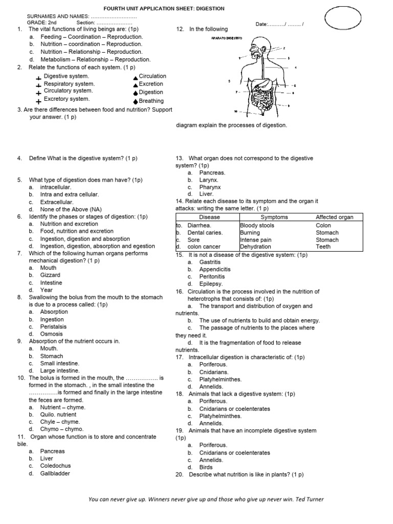 Digestive system application sheet download free pdf digestion