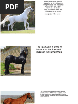 Horse Breeds