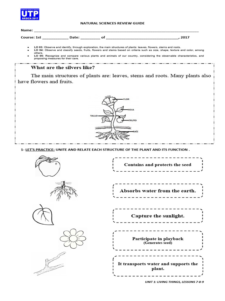 Natural Sciences Review Guide 3 | PDF | Plants | Leaf