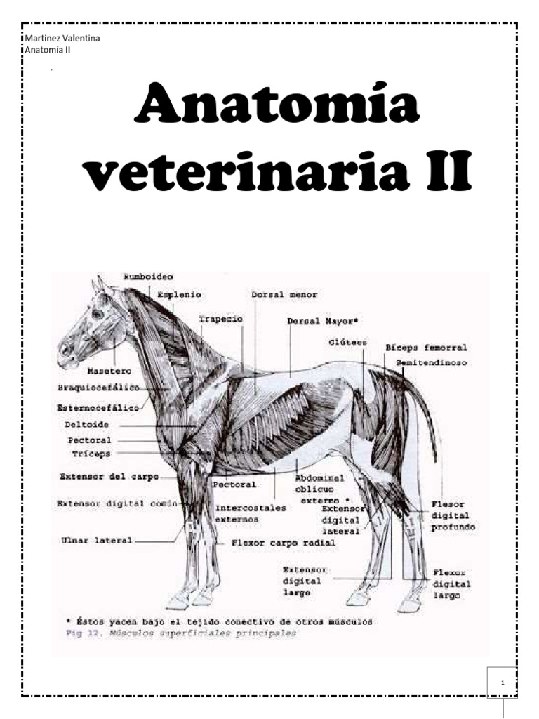 Anatomía visual data 4