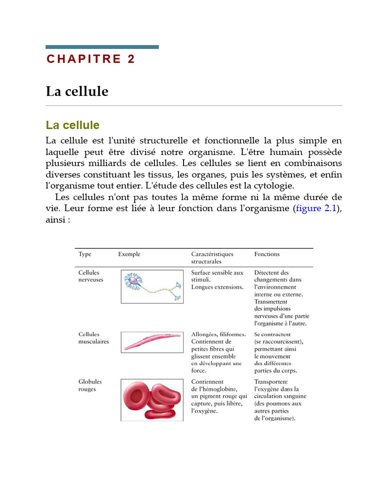 Structure et fonction des cellules humaines | PDF | Cellule (Biologie ...