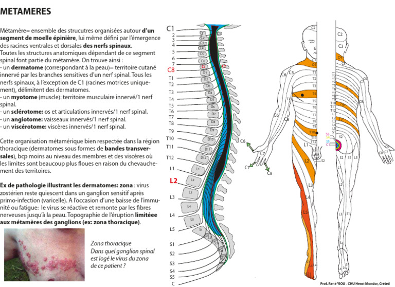 Zona et métamères thoraciques | PDF | Neuroanatomie | Anatomie humaine