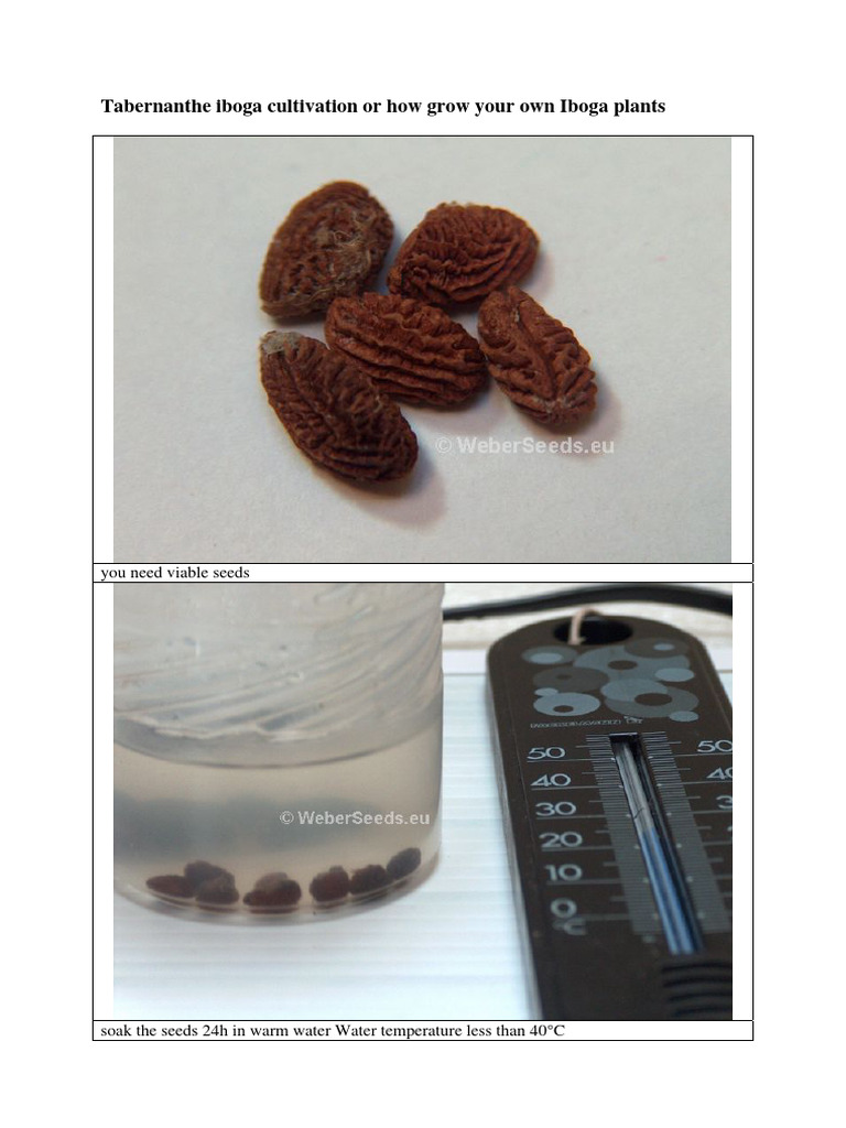 tabernanthe-iboga-cultivation-seeds-pdf