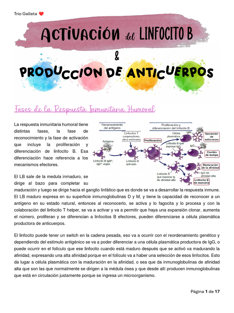Activación de LB y Prod Ac | PDF | Linfocitos | Célula B