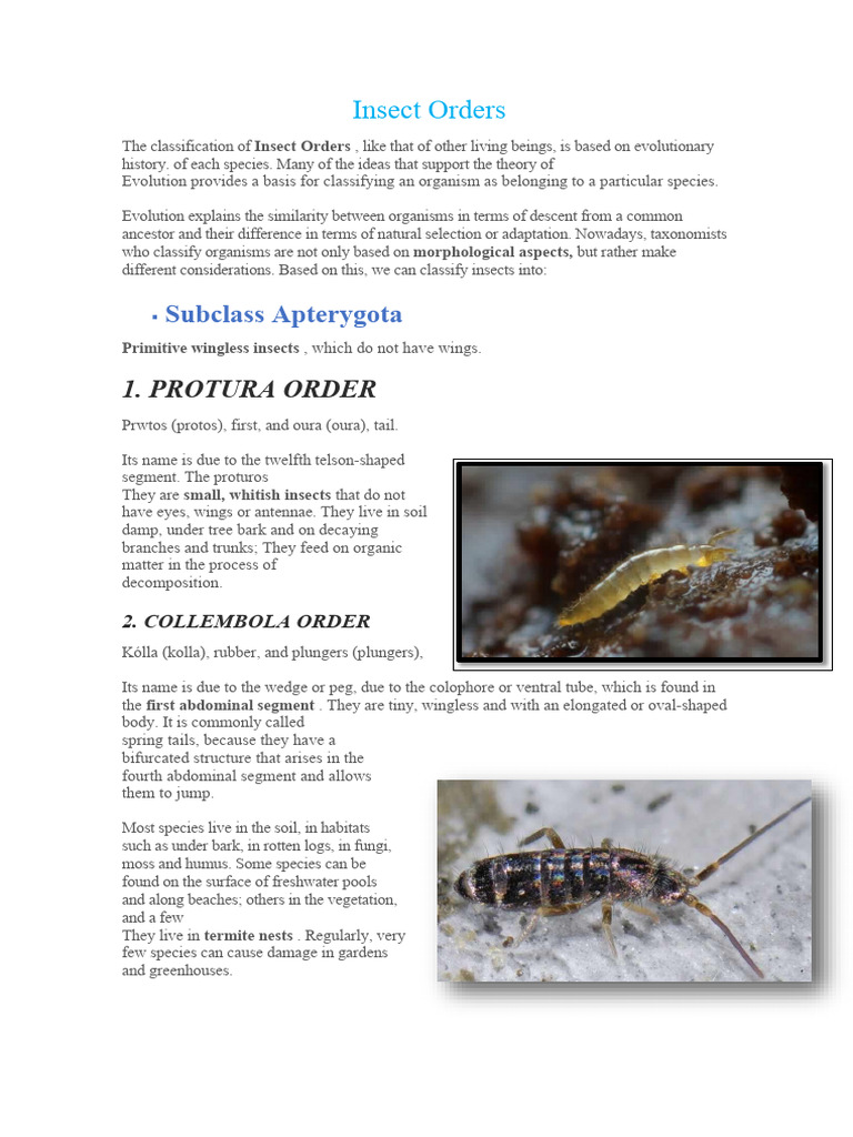 Insect Orders: Apterygota Overview | PDF | Insects | Beetle