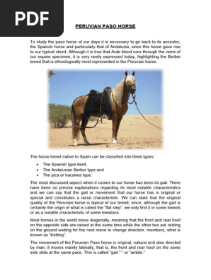 Peruvian Paso Horse
