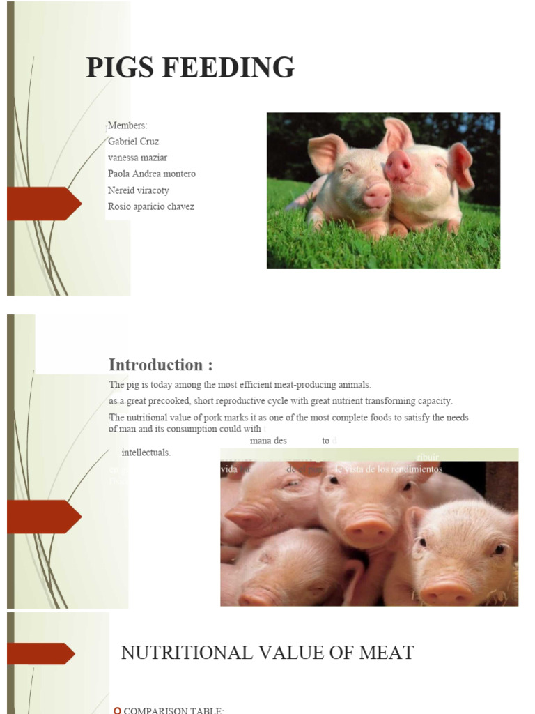 Image showcasing Pig Feeding | PDF | Foods | Flour