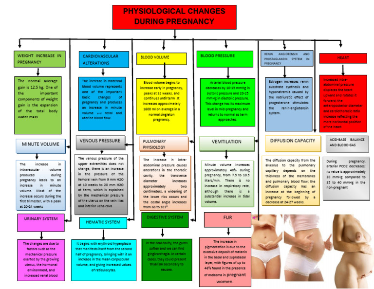 Physiological Changes in Pregnancy | PDF | Blood Pressure | Vein