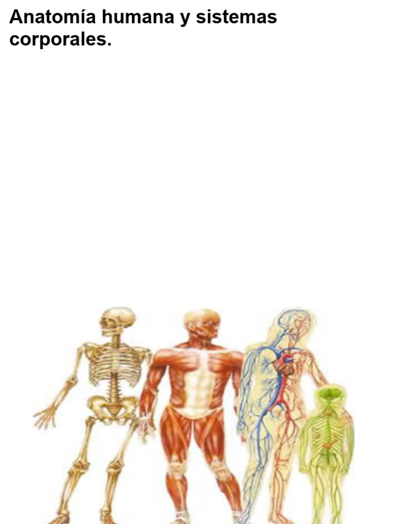 Sistemas Del Cuerpo Humano | PDF | Sistema digestivo humano | Pulmón