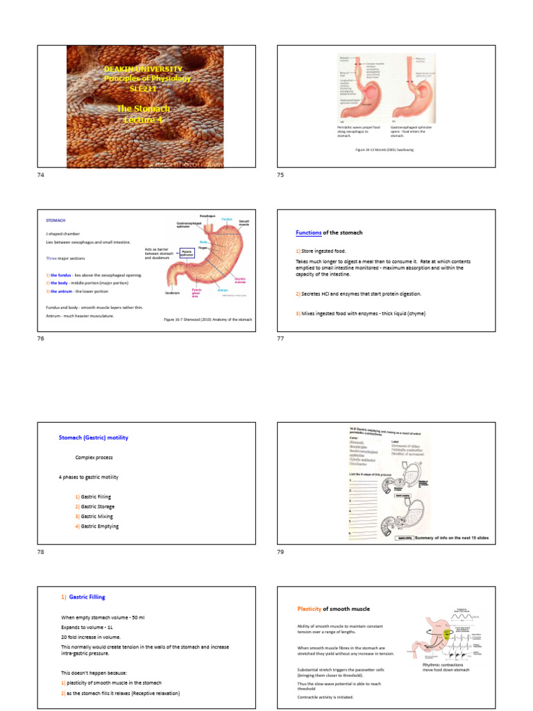 Factors Affecting Chyme Exit Rate | PDF | Stomach | Digestion
