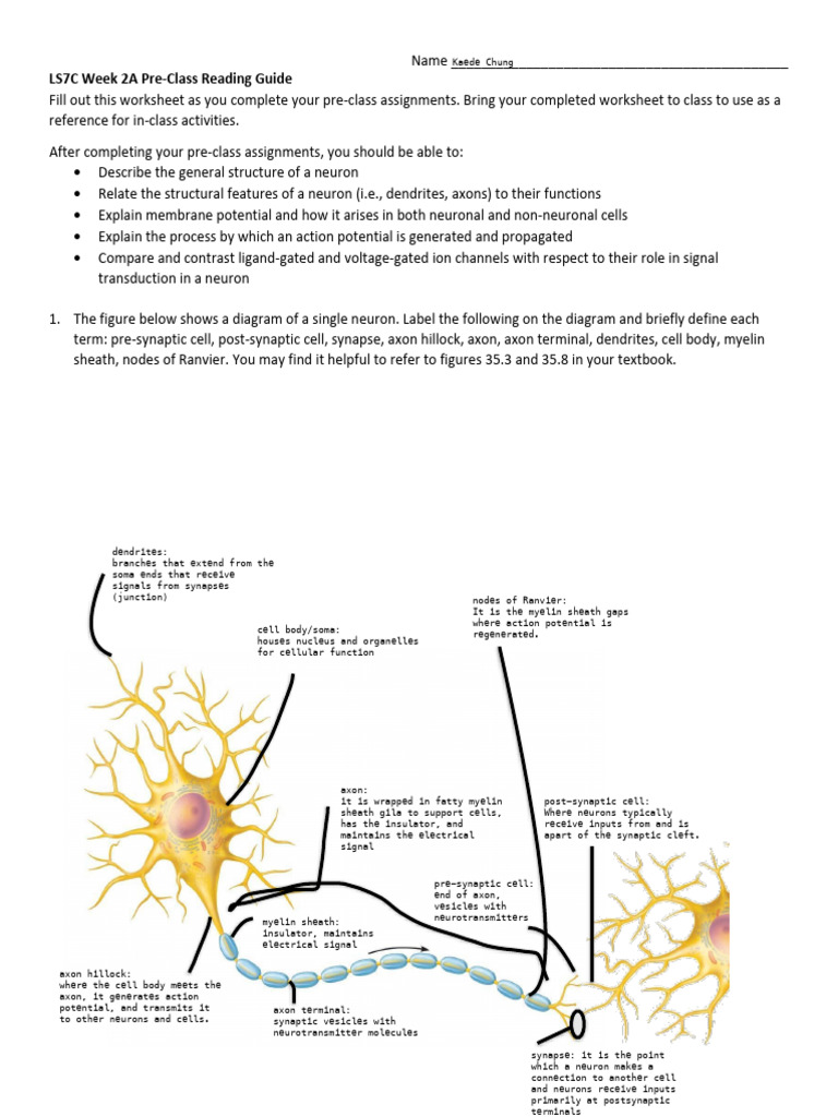 Neuron Structure and Function Guide | PDF | Action Potential | Membrane ...
