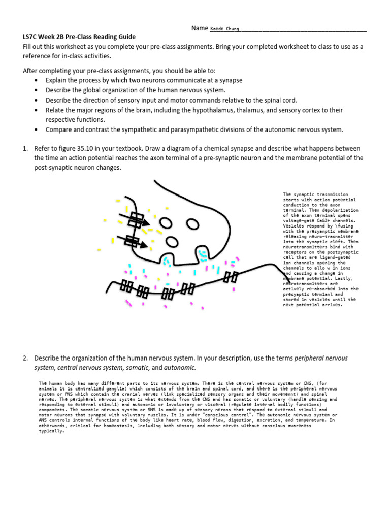 LS7C Week 2B Synapse Worksheet | PDF | Nervous System | Chemical Synapse