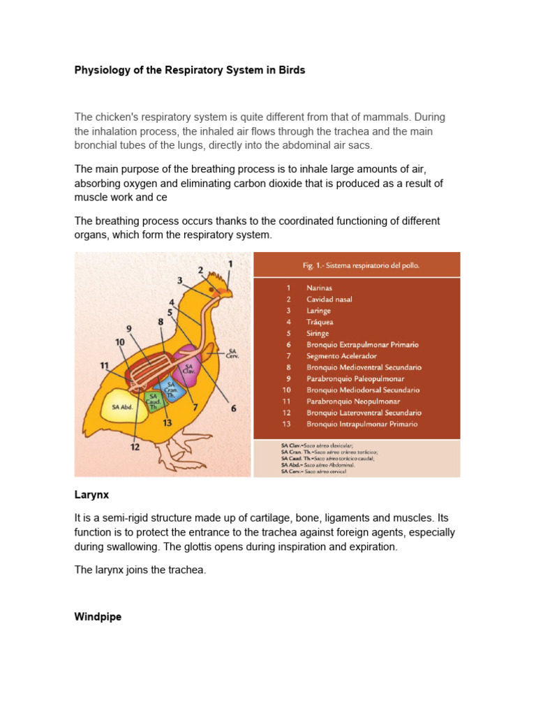 Bird Respiratory System Physiology | PDF | Respiratory System | Lung