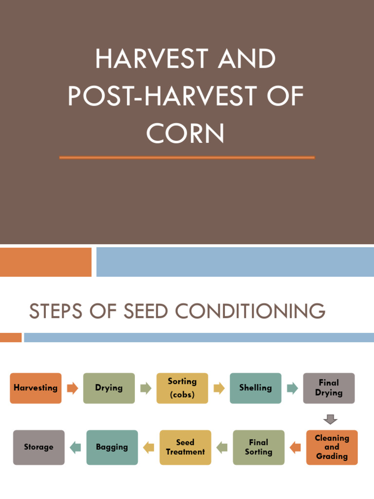 Corn Harvest and Conditioning Guide | PDF | Maize | Seed