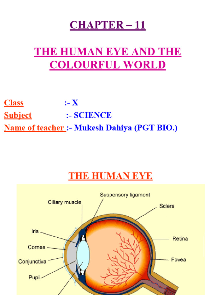Human Eye and Light Phenomena Explained | PDF | Sunset | Eye