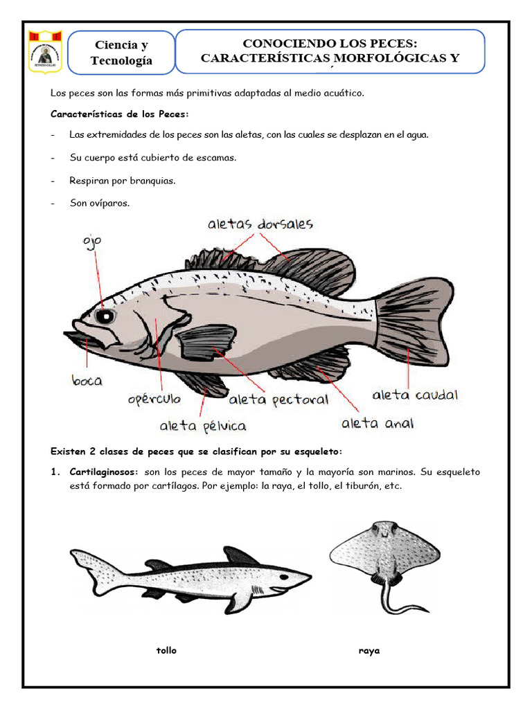 Características y Tipos de Peces | PDF | Pescado | Esqueleto