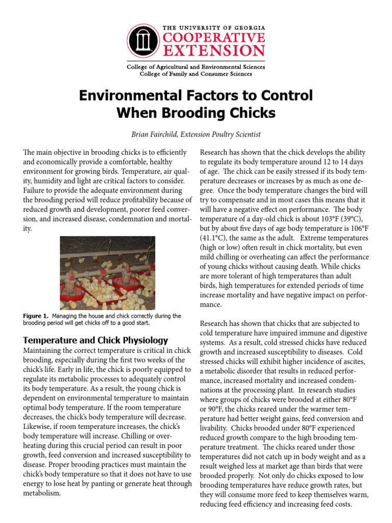 Brooding Research | PDF | Thermoregulation | Birds