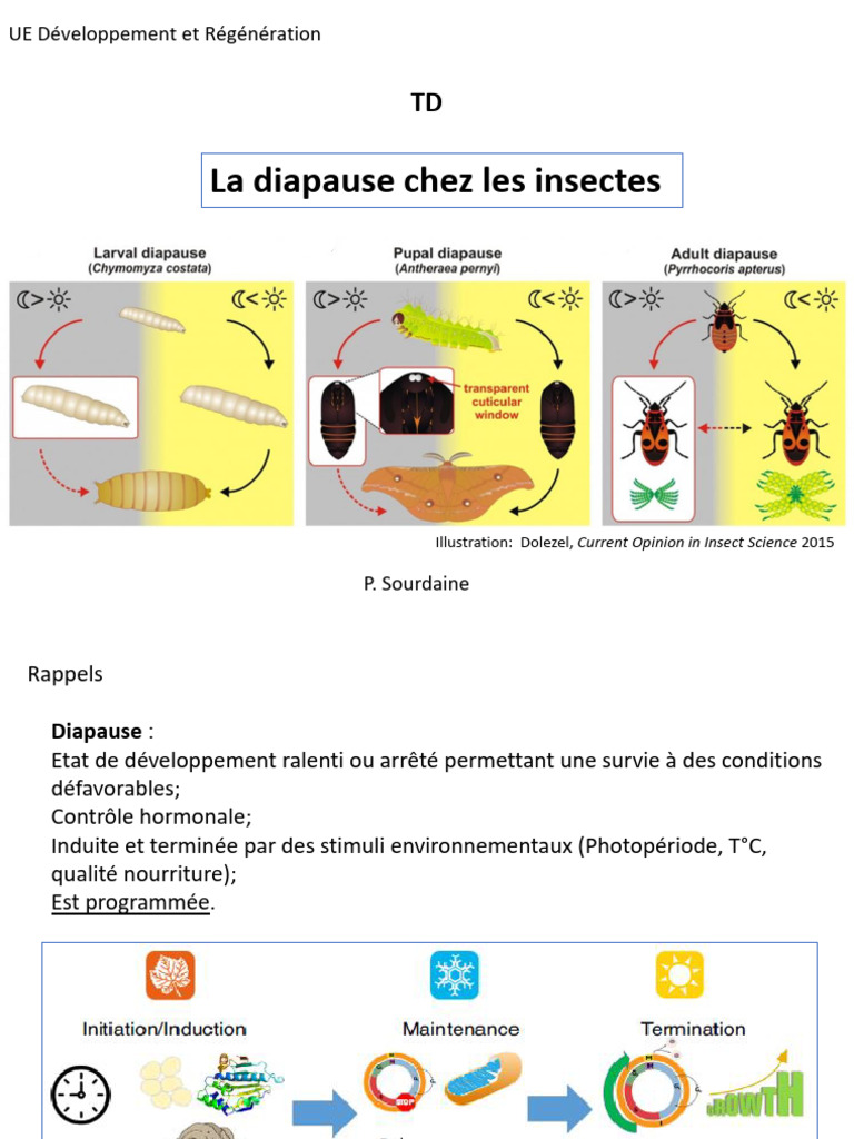Diapause chez les insectes : mécanismes et régulation | PDF | Phénotype ...