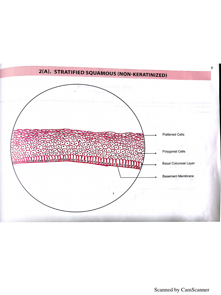 Histology Diagrams | PDF