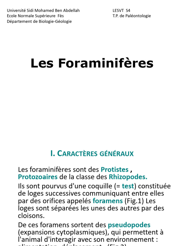 Foraminifères : Caractéristiques et Classification | PDF