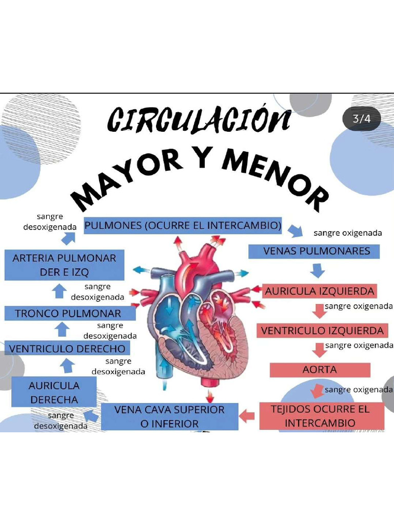 Circulación Mayor y Menor Vet | PDF