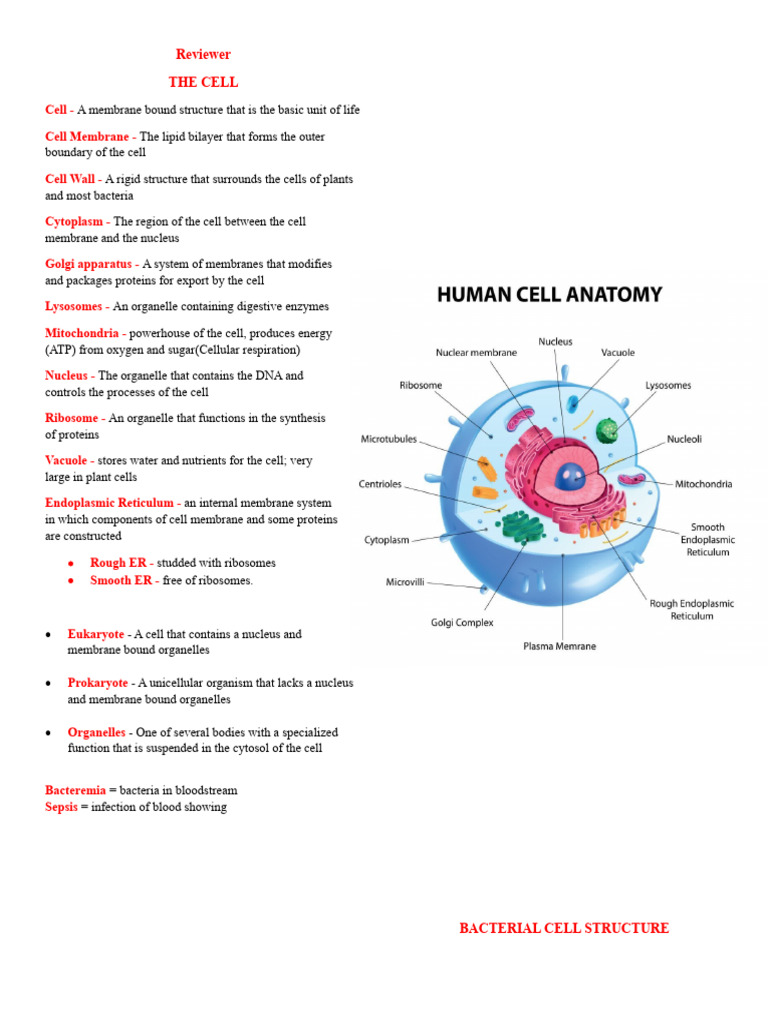 Reviewer | PDF | Cell (Biology) | Cell Membrane