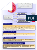 Embriologa Diafragma