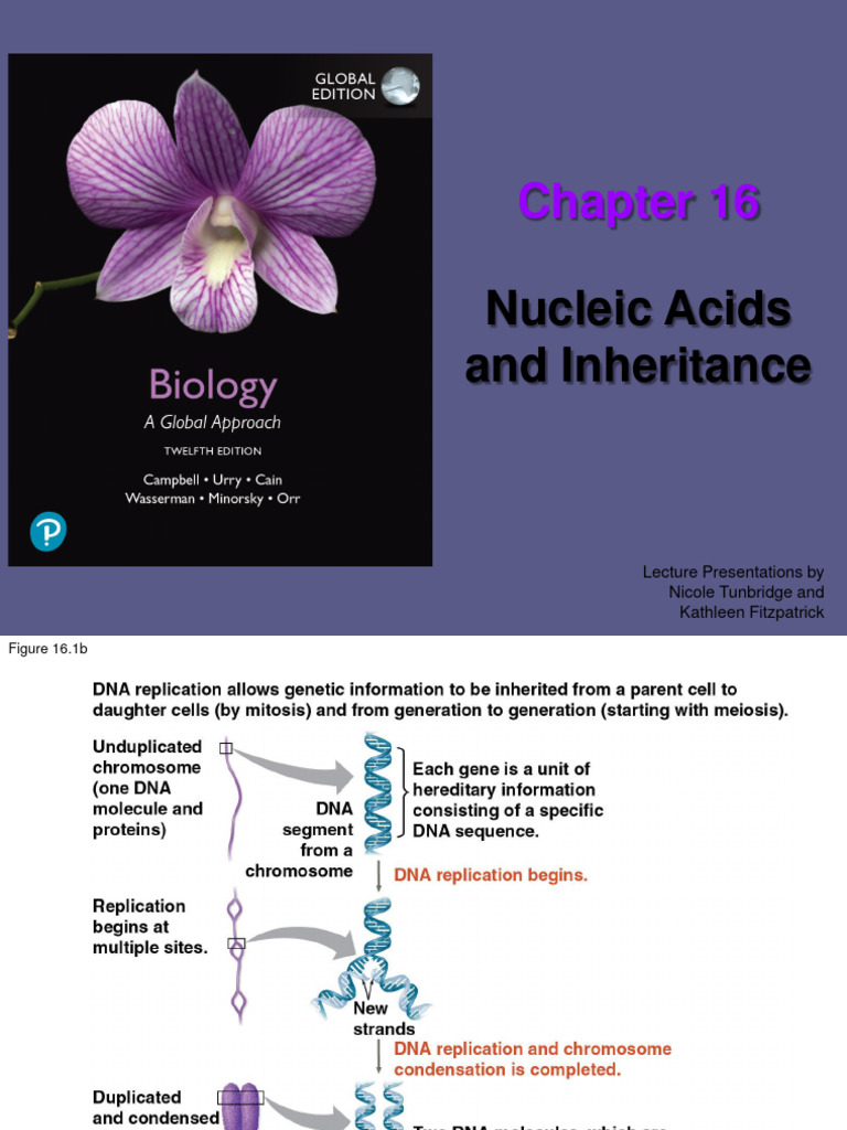 DNA Structure and Replication Overview | PDF | Dna Replication | Dna