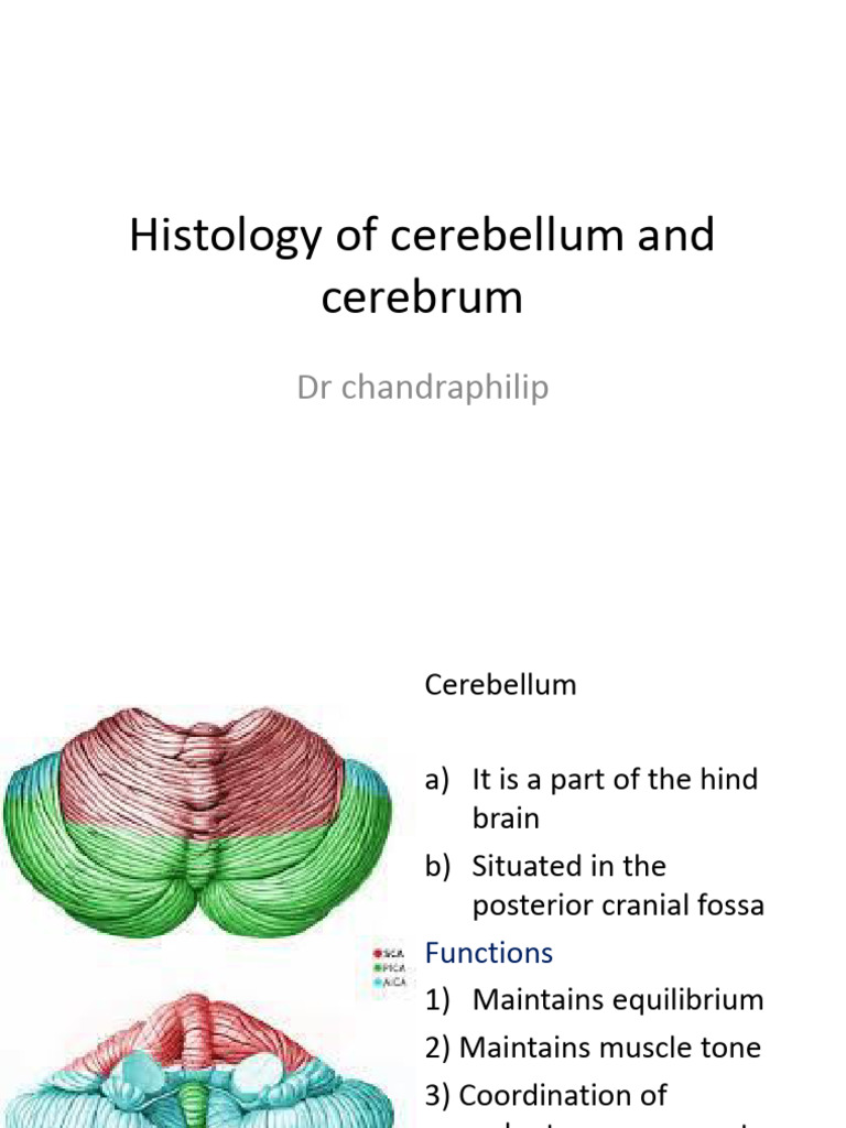 Cerebellum and Cerebrum Histology Guide | PDF