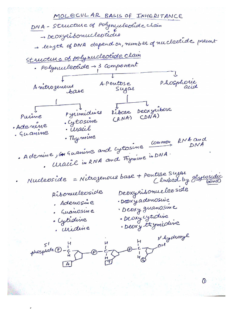 MOLECULAR - BASIS - OF - INHERITANCE Notes | PDF