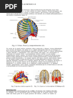 Región Esternal | PDF | Sistema esquelético | Anatomía humana