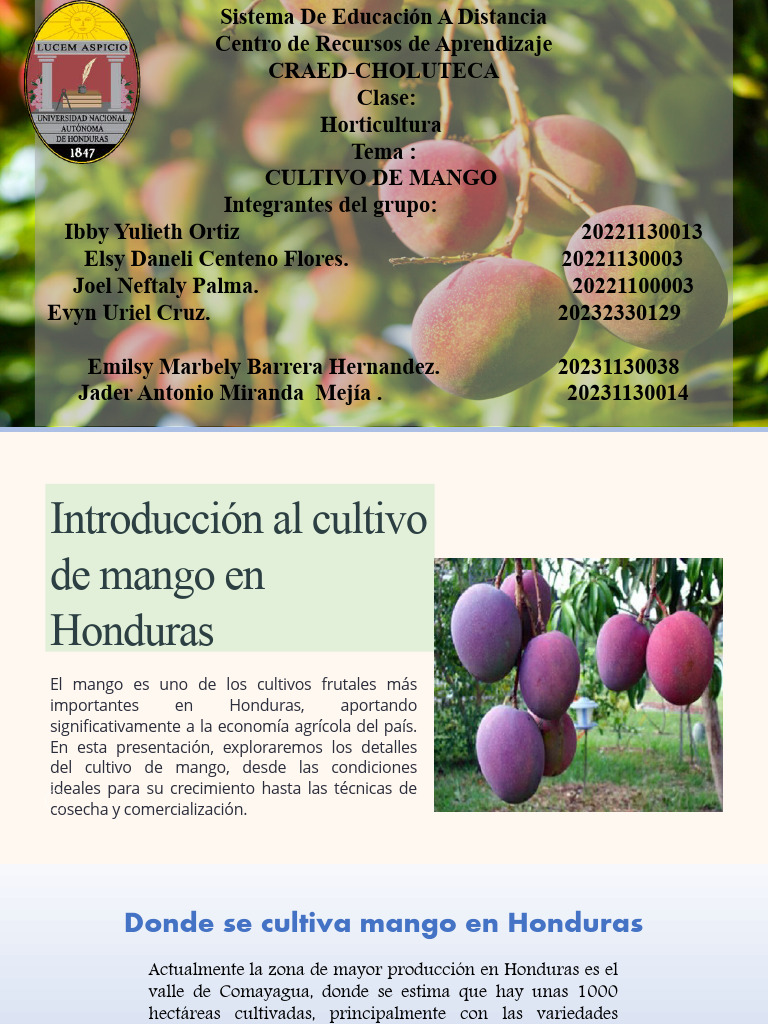 Cultivo de Mango | PDF | Mango | Riego