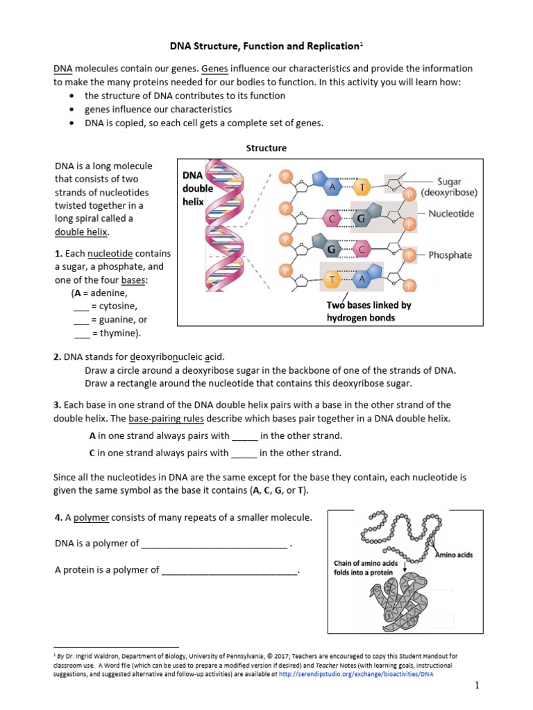 DNA Structure Function Replication | PDF | Dna | Gene