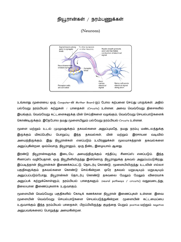 Neurons Notes | PDF