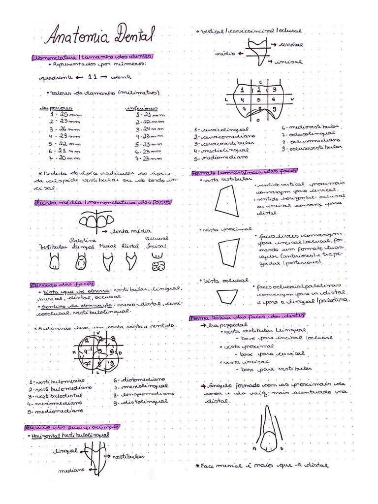 Anatomia Dental Pdf