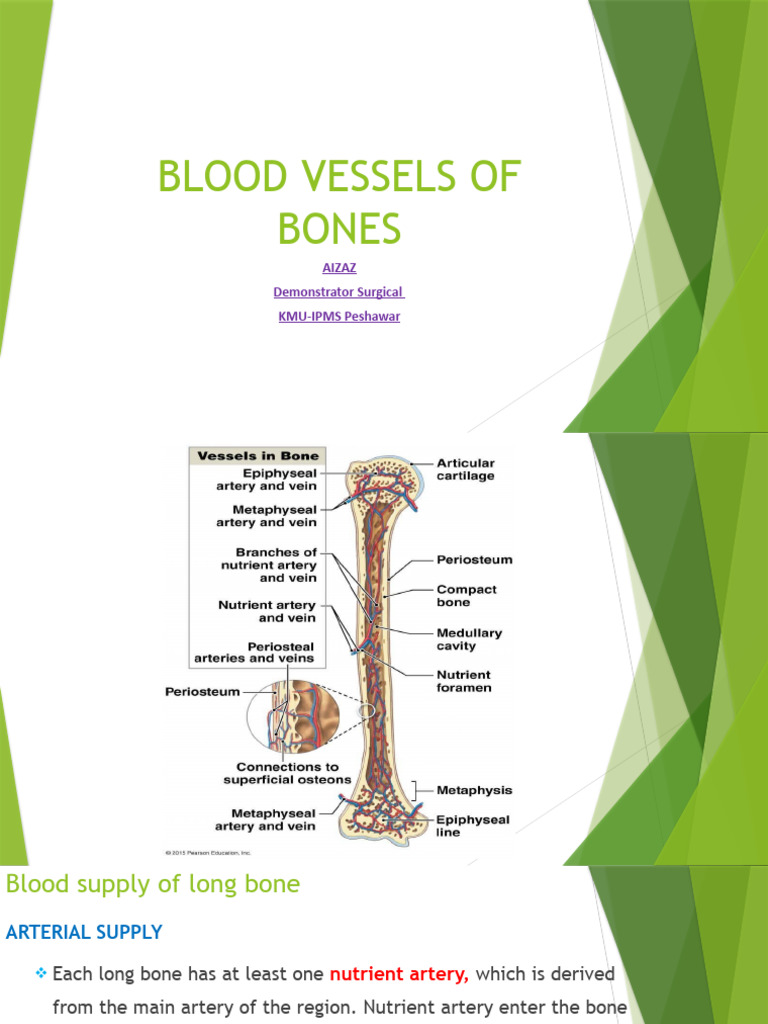 Which Allows the Passage of Blood Vessels Into a Bone-Anatomy Simplified for Learners