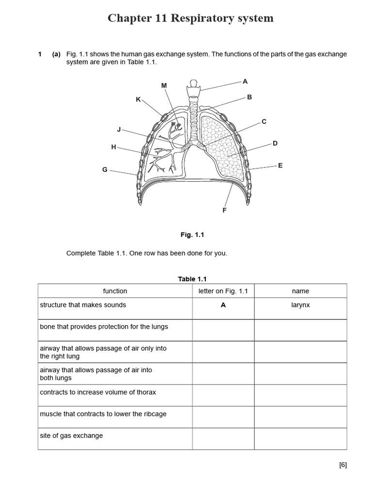 11-1-theory-pdf-respiratory-system-respiratory-tract