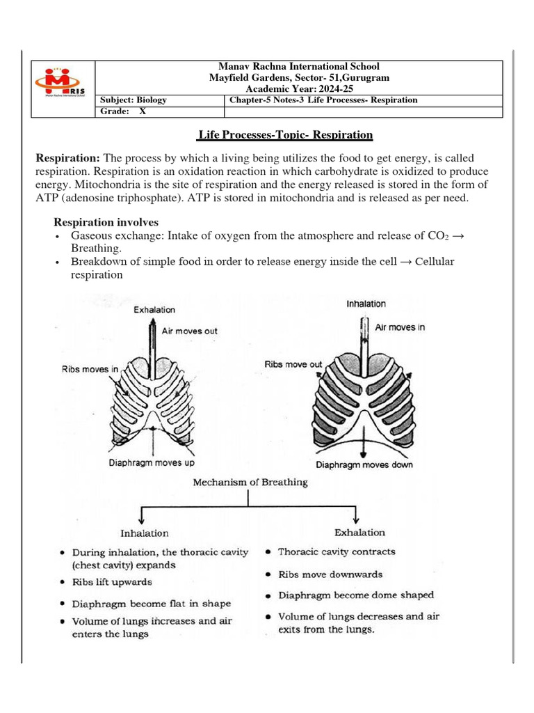 Biology Notes on Respiration Processes | PDF | Cellular Respiration | Lung