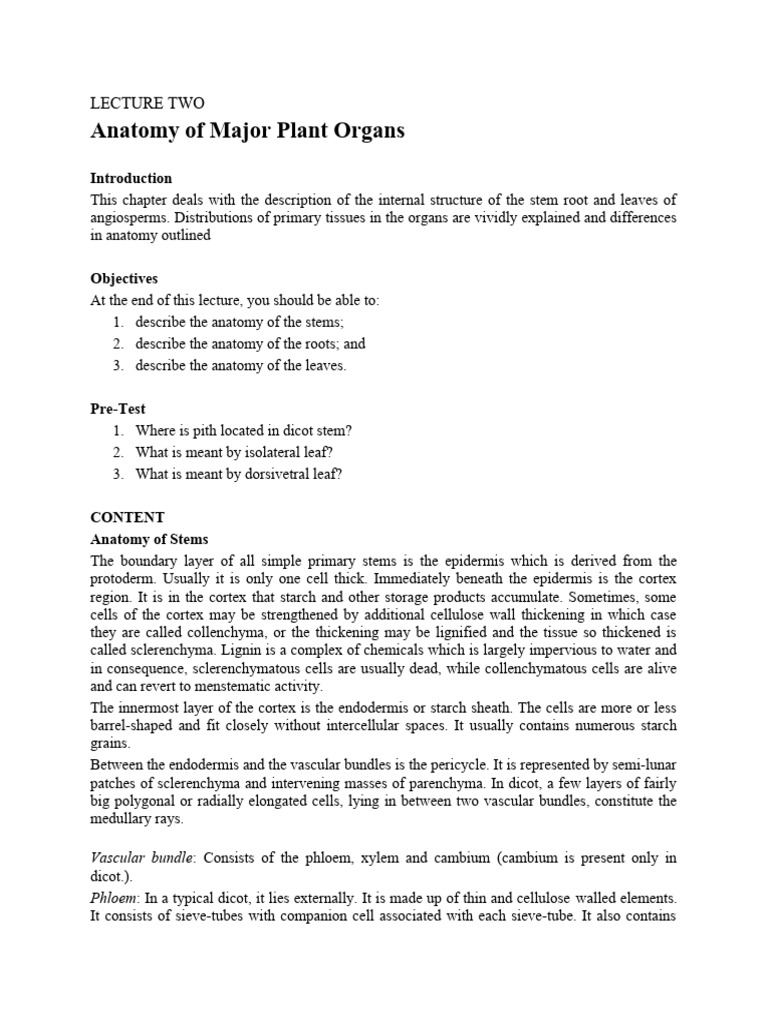 Anatomy of Plant Organs: Stems, Roots, Leaves | PDF | Leaf | Plant Stem