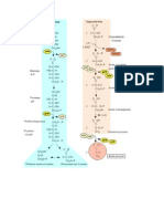 Bioquimica Iamgenes Gucolisis y Ciclo de Kerbs