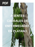 Download Enfermedades en Pltano by Romulo Aycachi Inga SN7472884 doc pdf