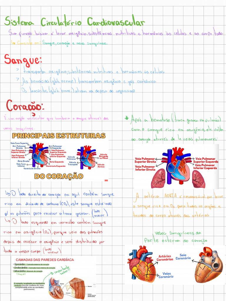 Resumo Sistema Circulatório 240617 221606 Pdf