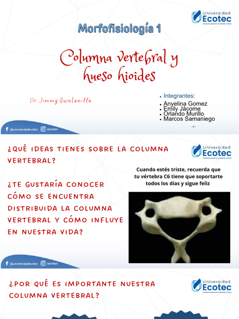 Estructura y función de la columna vertebral | PDF | Vértebra | La ...
