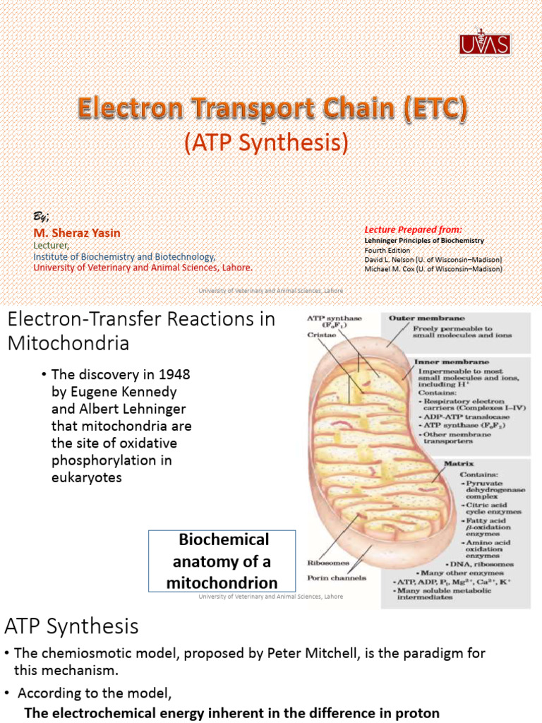ATP Synthesis in Mitochondria Explained | PDF | Adenosine Triphosphate ...