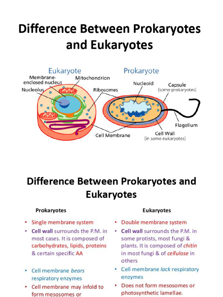 Difference Between Prokaryotes and Eukaryotes | PDF | Self-Improvement