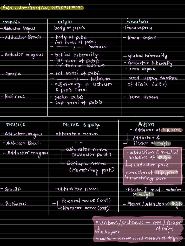 Muscles Of Thigh Pdf