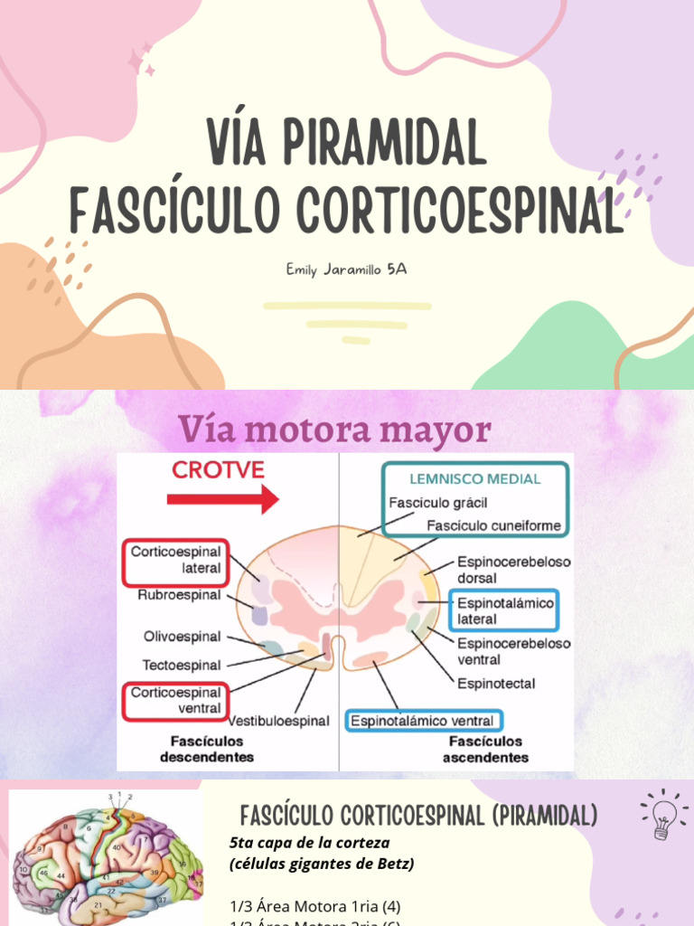 Vía Piramidal y Fascículo Corticoespinal | PDF